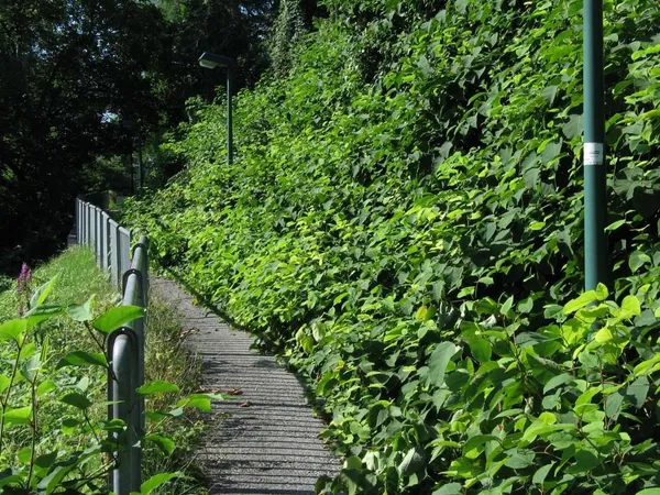"Entkrautung" der Station, Foto 6
