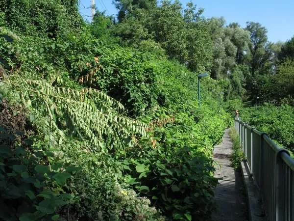 "Entkrautung" der Station, Foto 8